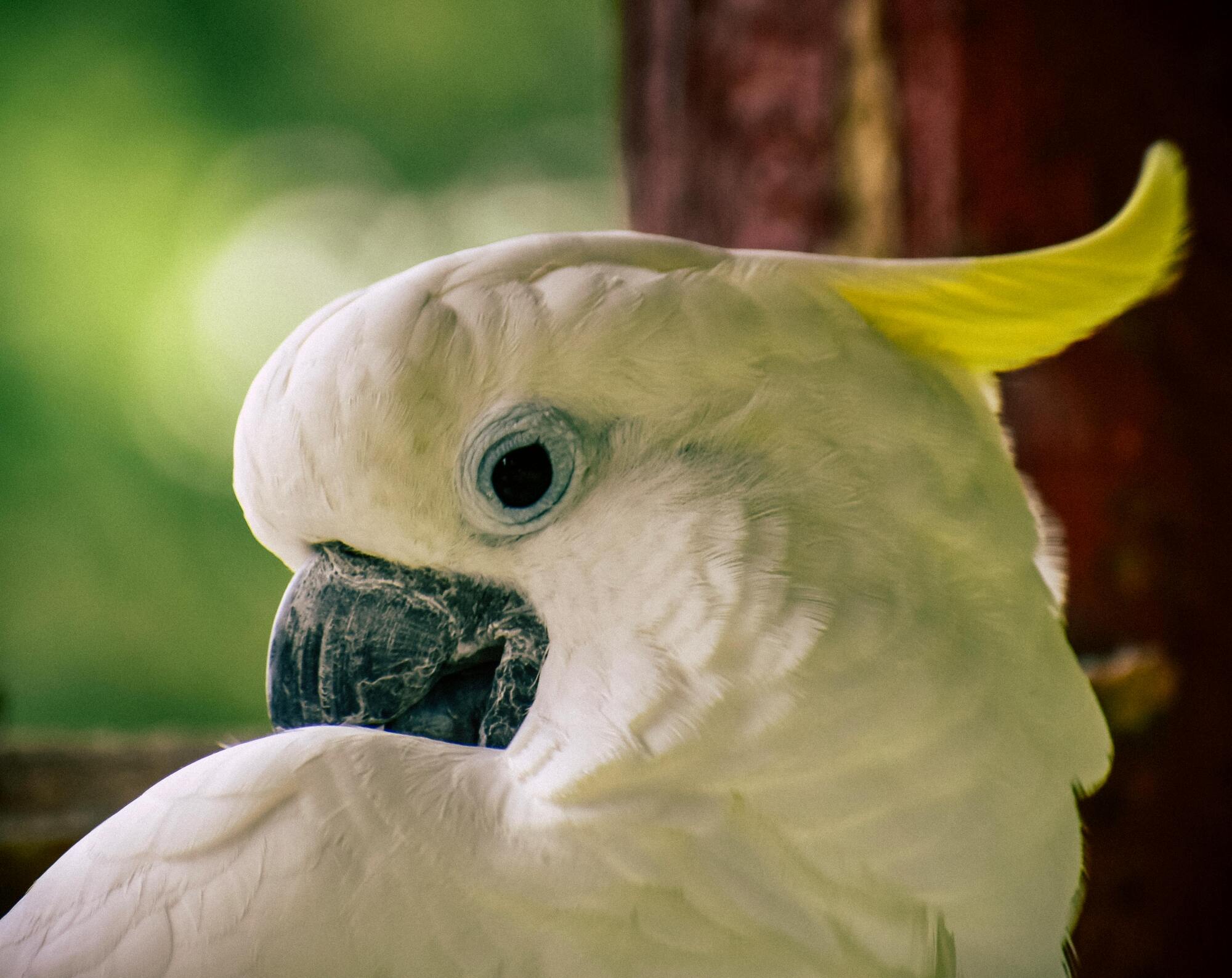 I cacatua sono ballerini nati con un repertorio di passi sorprendente